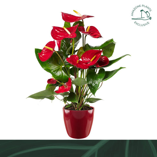 Anthurium Nevada 70cm 17cm Pot