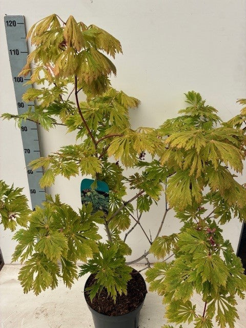 Acer Aconitifolium 90cm 26cm Pot