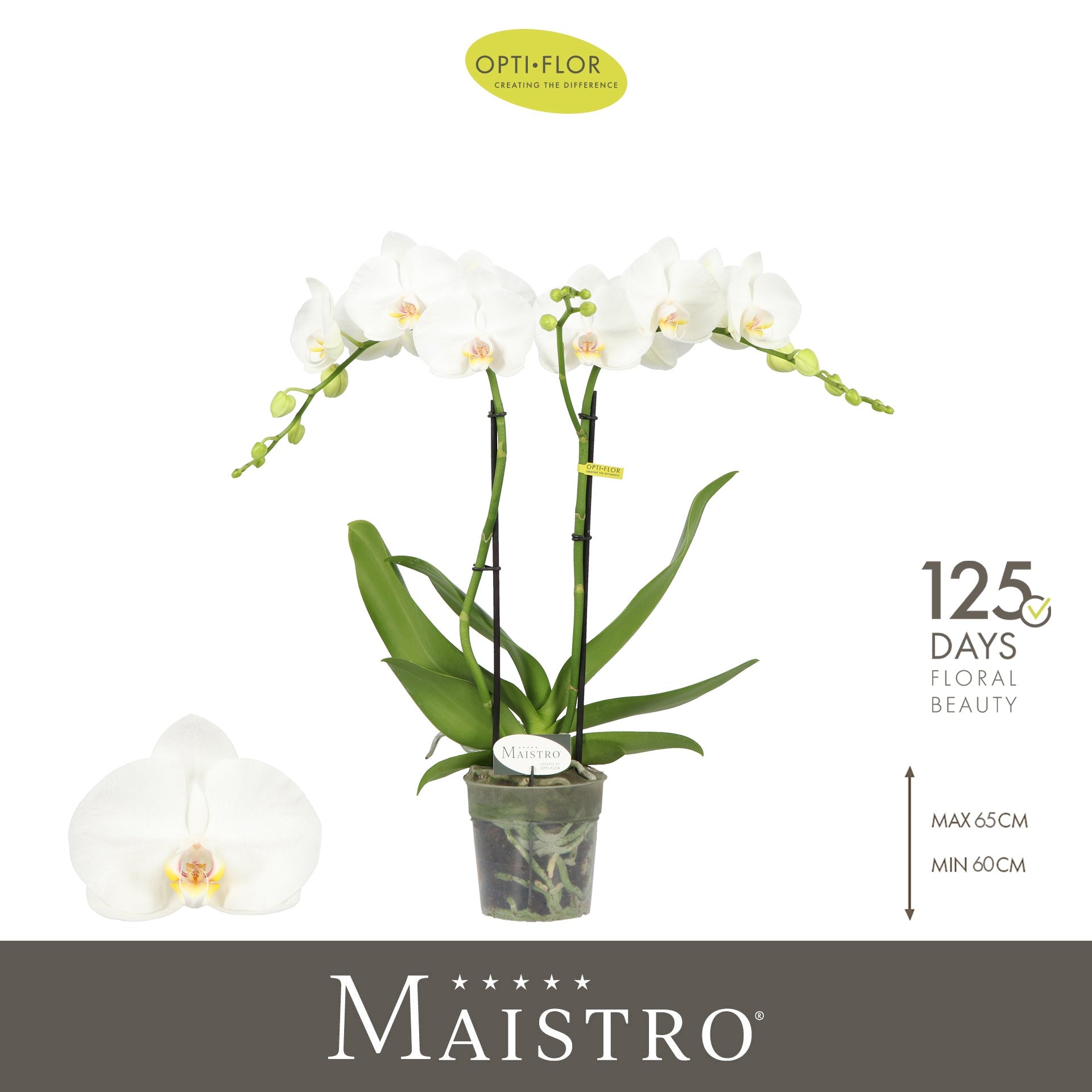 Phalaenopsis Maistro Mozart 60cm 12cm Pot