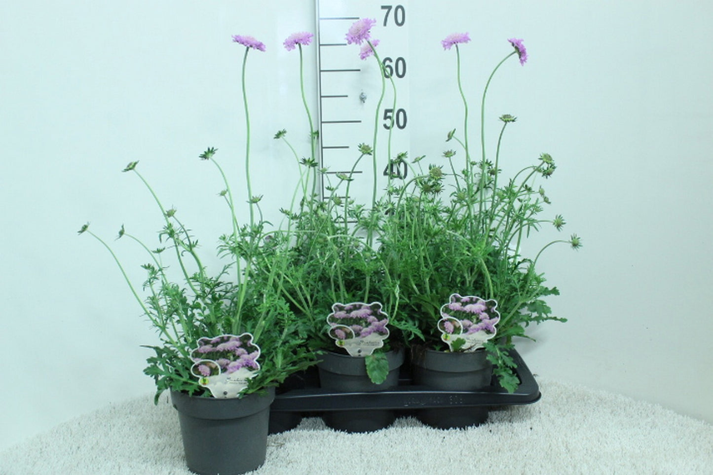 Scabiosa Pink Mist 60cm 17cm Pot
