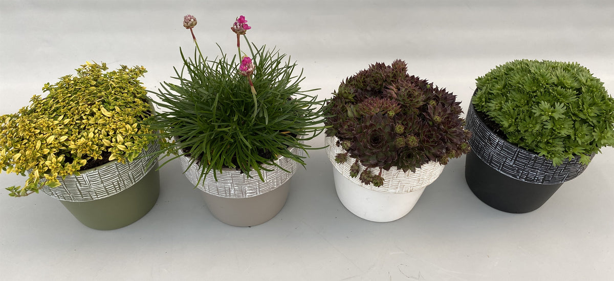 Rockery plants mix 5cm 14cm Pot