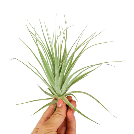 Tillandsia ionantha 10cm 10cm Pot