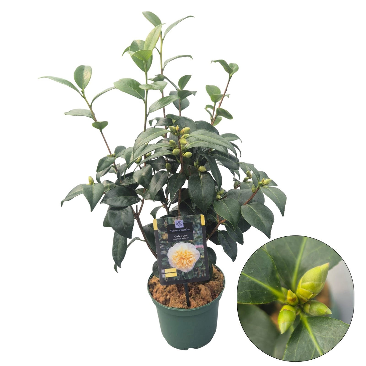 Camellia japonica 70cm 19cm Pot