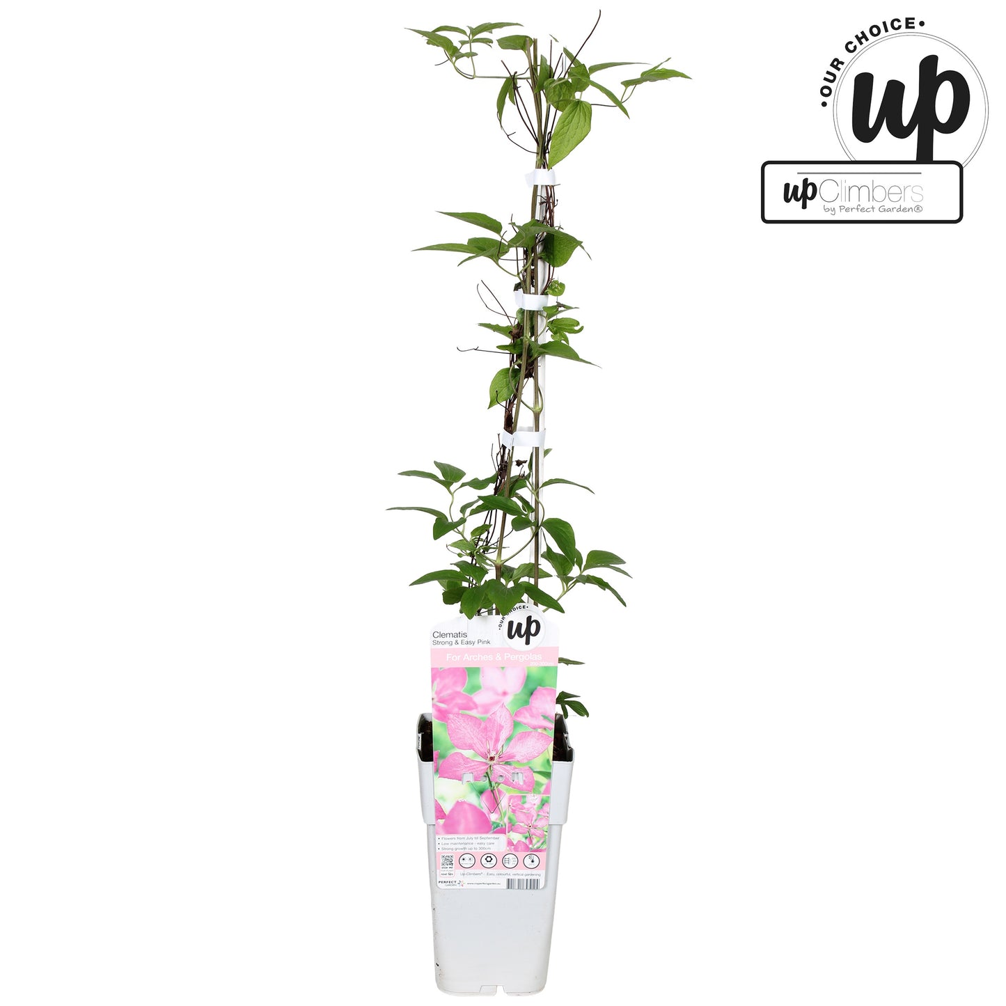 Clematis Margaret Hunt 65cm 15cm Pot