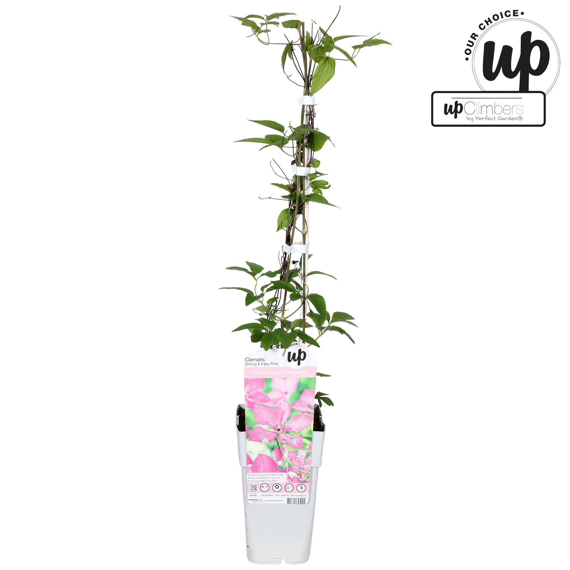 Clematis Margaret Hunt 65cm 15cm Pot