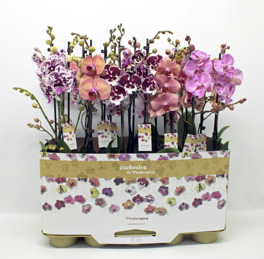Phalaenopsis mix 60cm 12cm Pot