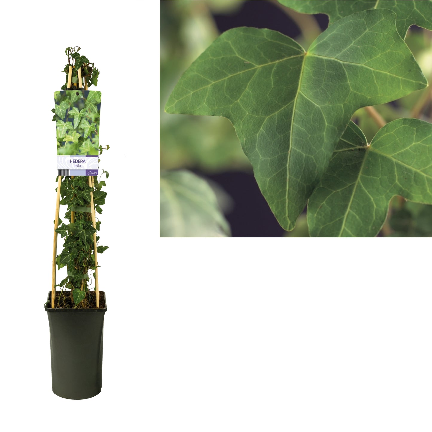 Hedera helix 17cm Pot