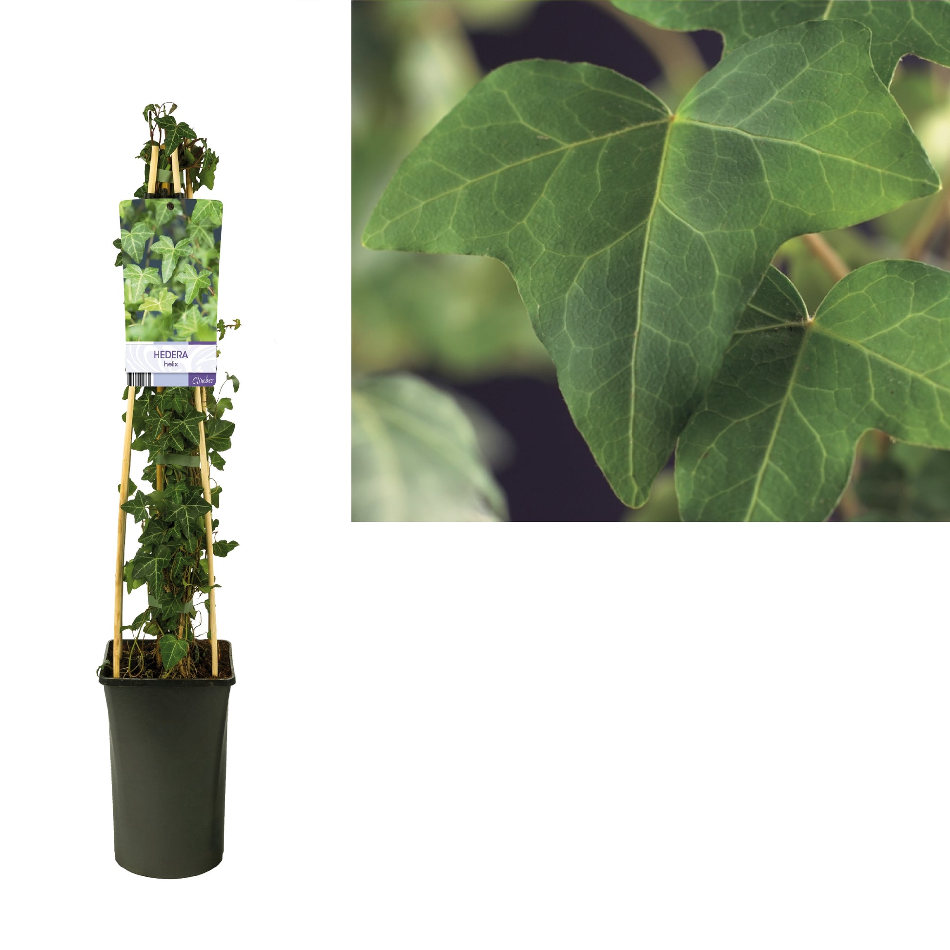Hedera helix 17cm Pot