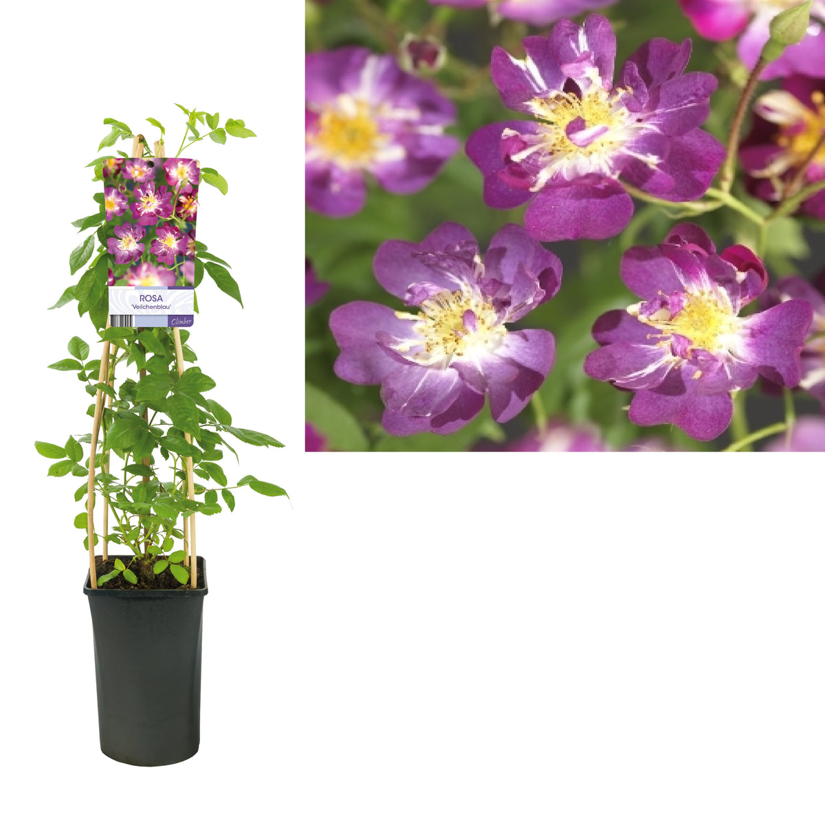 Rose Veilchenblau 75cm 17cm Pot