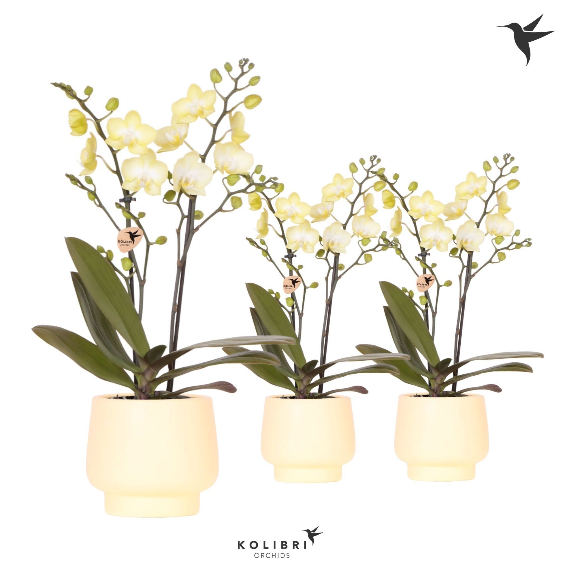 Phalaenopsis yellow 40cm 9cm Pot