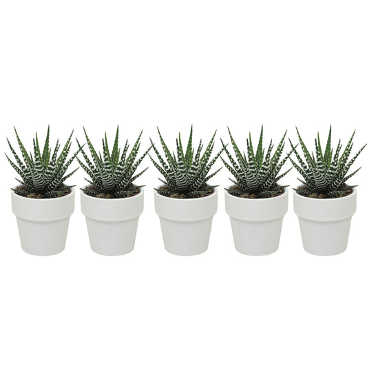 Haworthia Big Band 10cm 5.5cm Pot