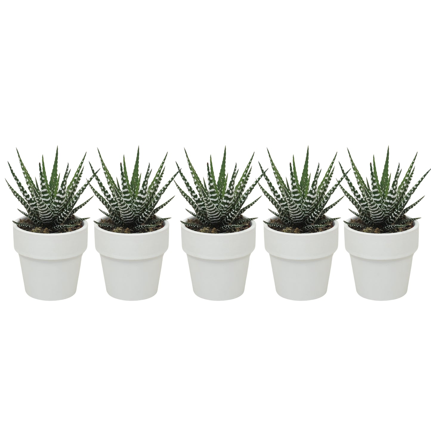 Haworthia Big Band 10cm 5.5cm Pot