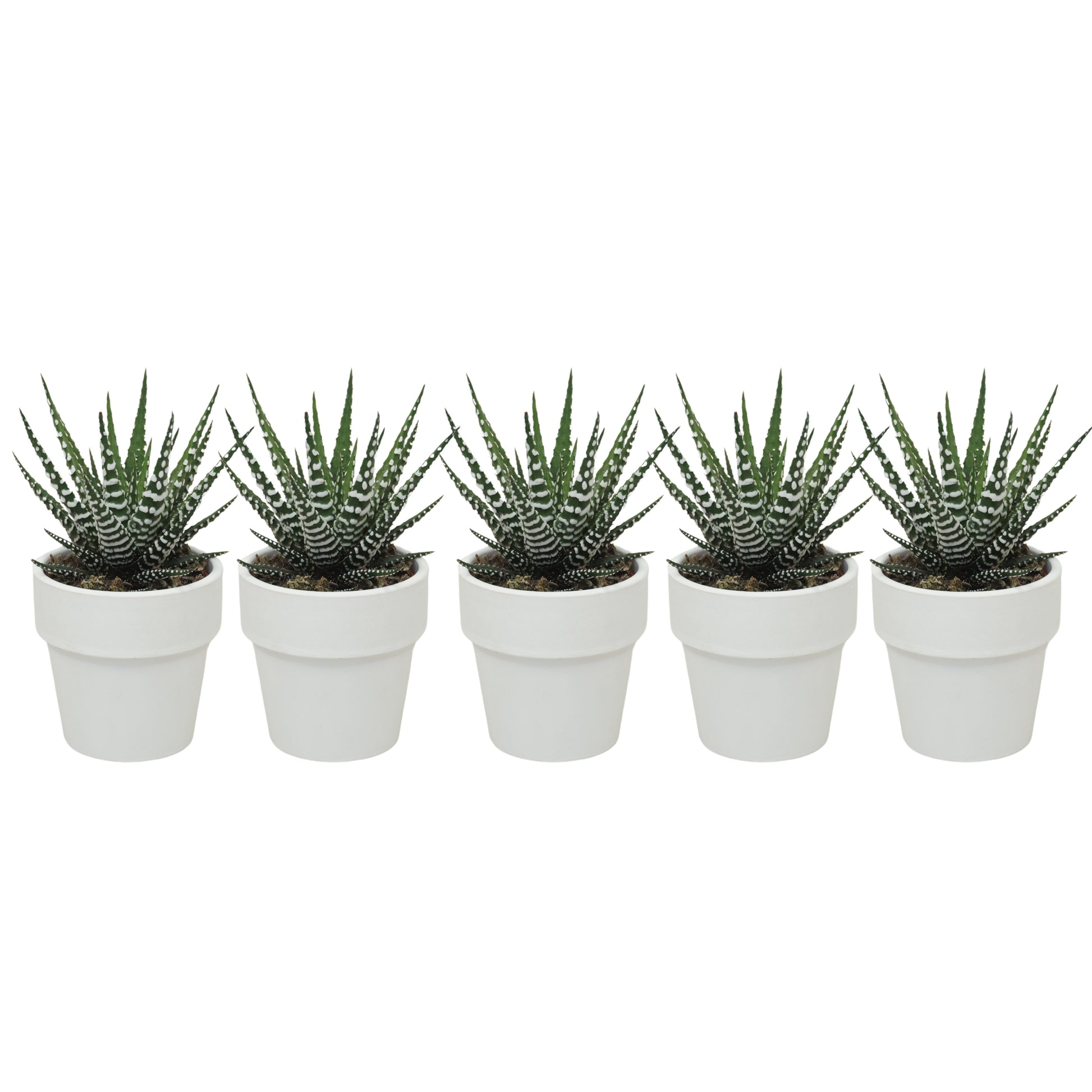 Haworthia Big Band 10cm 5.5cm Pot