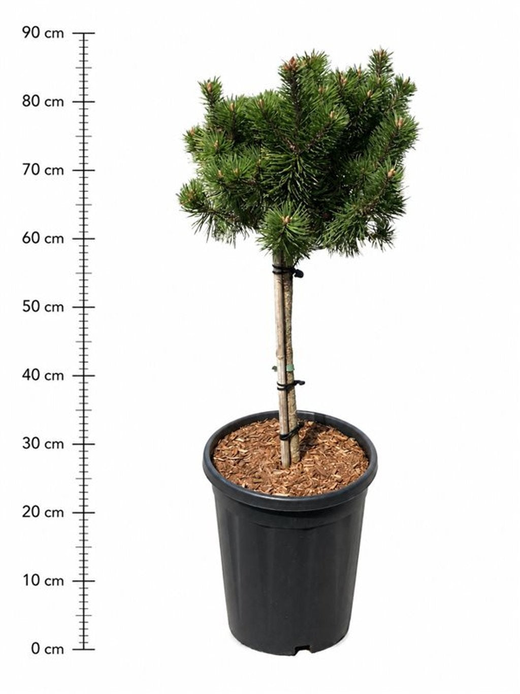 Pinus hybrid 90cm 32cm Pot