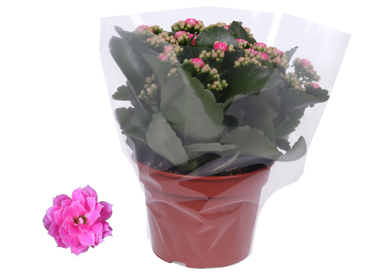Kalanchoe Rosalina Don Nando 27cm 15cm Pot