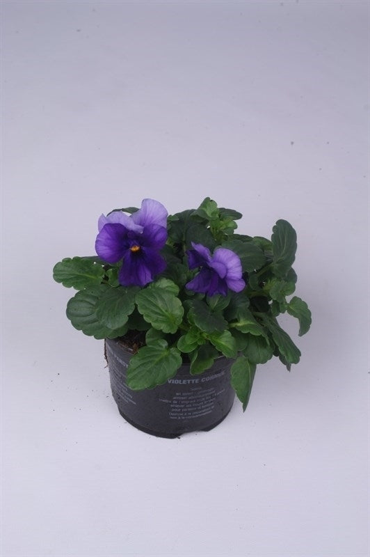 Viola Callisto Beacon 15cm 9cm Pot