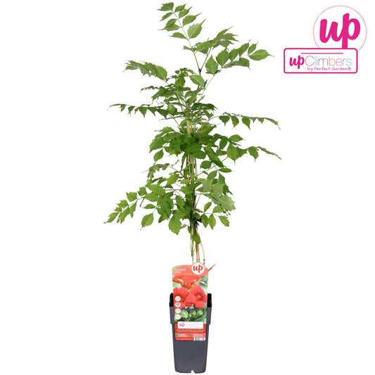 Campsis radicans 65cm 15cm Pot
