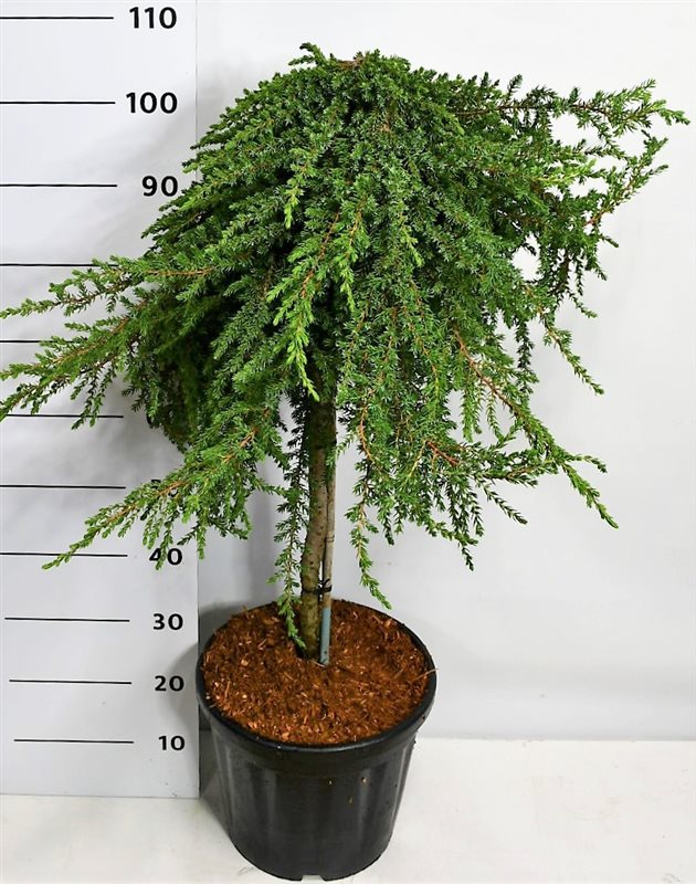 Juniperus mix 105cm 38cm Pot