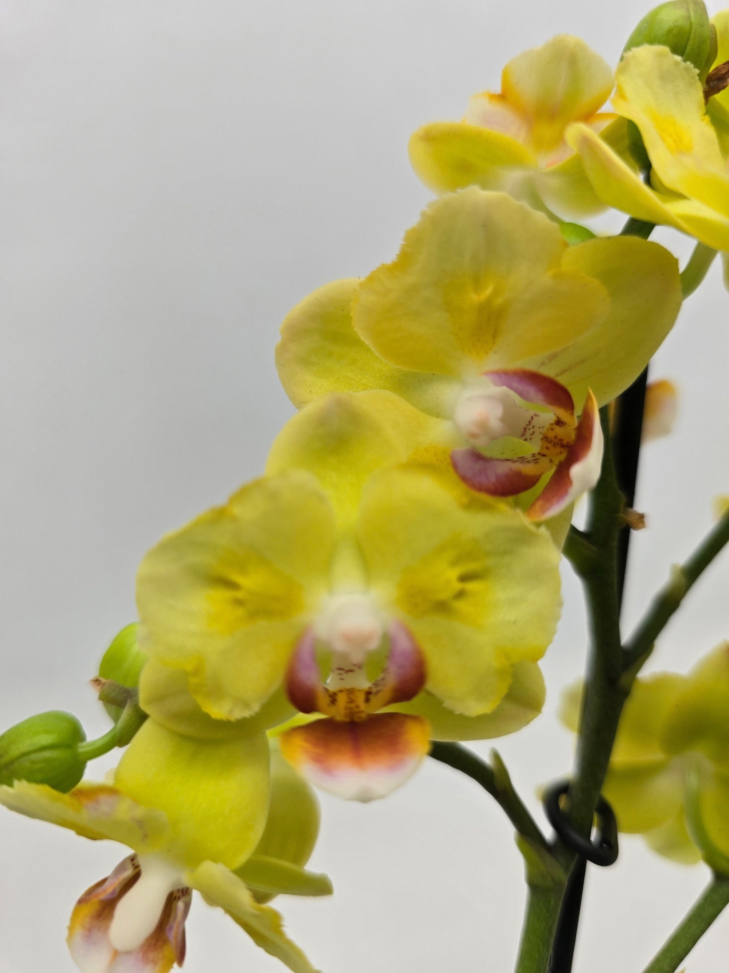 Phalaenopsis Hybrid 30cm 12cm Pot