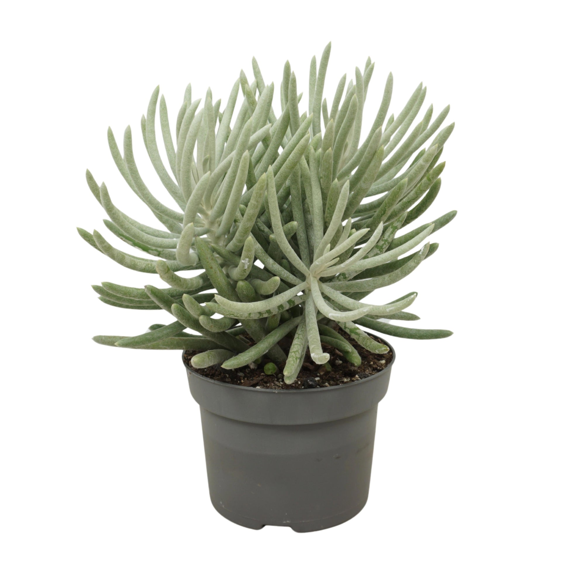 Senecio candidans 30cm 13cm Pot