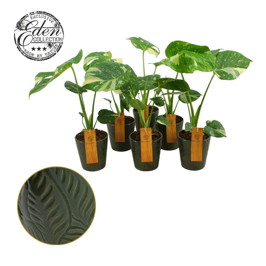 Monstera Thai Constellation 30cm 12cm Pot