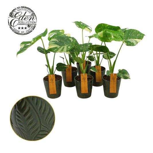 Monstera Thai Constellation 30cm 12cm Pot