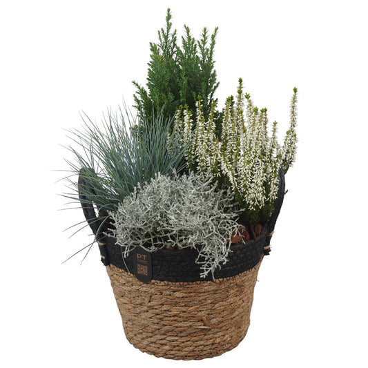 Outdoor arrangement 42cm 22cm Pot
