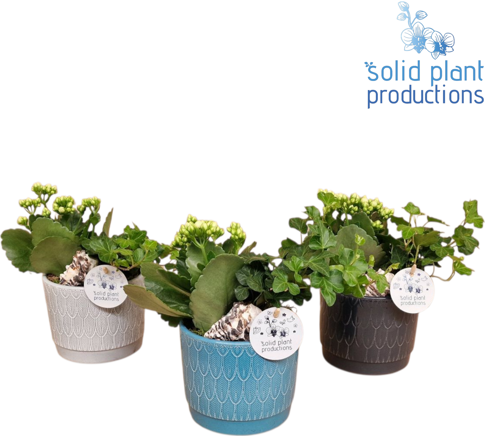 NV001 Ariël Navy Kalanchoë Hedera 24cm 12cm Pot