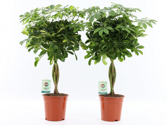 Schefflera arboricola gevlochten stam 75cm 19cm Pot