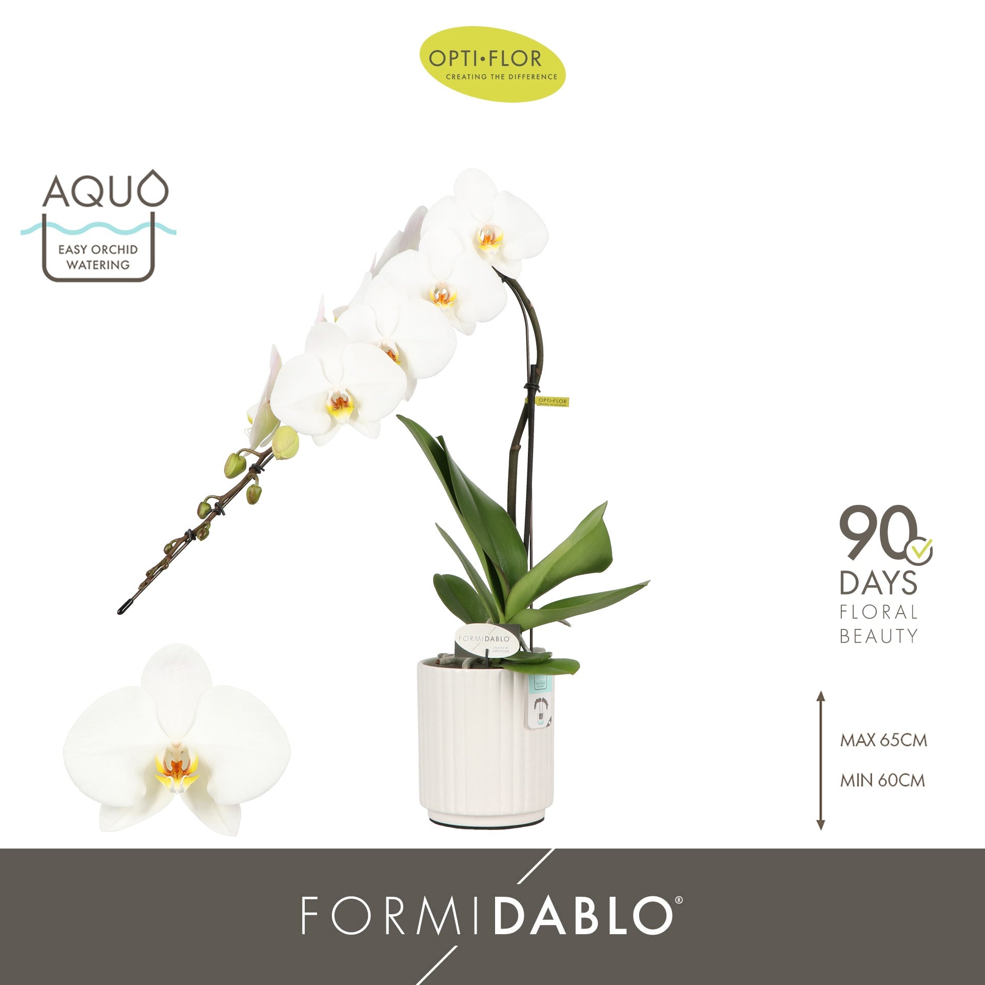 Phalaenopsis white 60cm 12cm Pot
