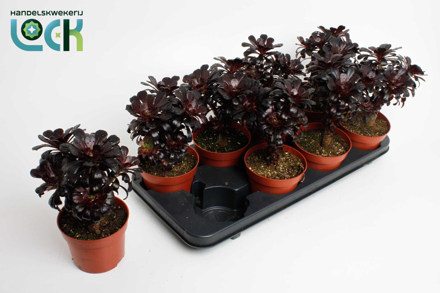 Aeonium nigrum 25cm 12cm Pot