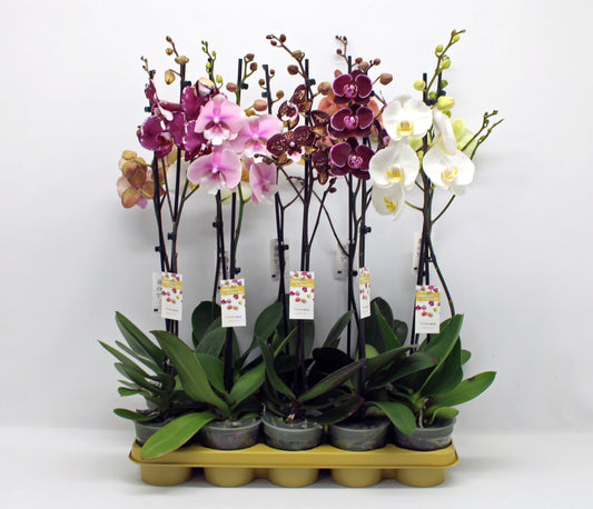 Phalaenopsis mix 10 colors 65cm 12cm Pot