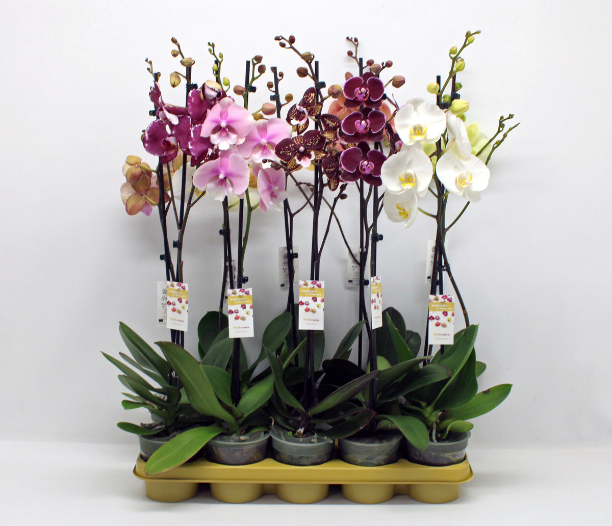 Phalaenopsis mix 10 colors 65cm 12cm Pot