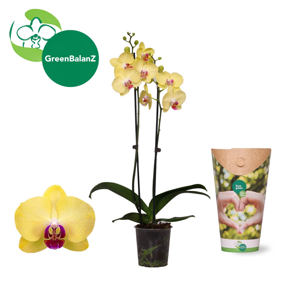 Phalaenopsis Miraflore 55cm 12cm Pot