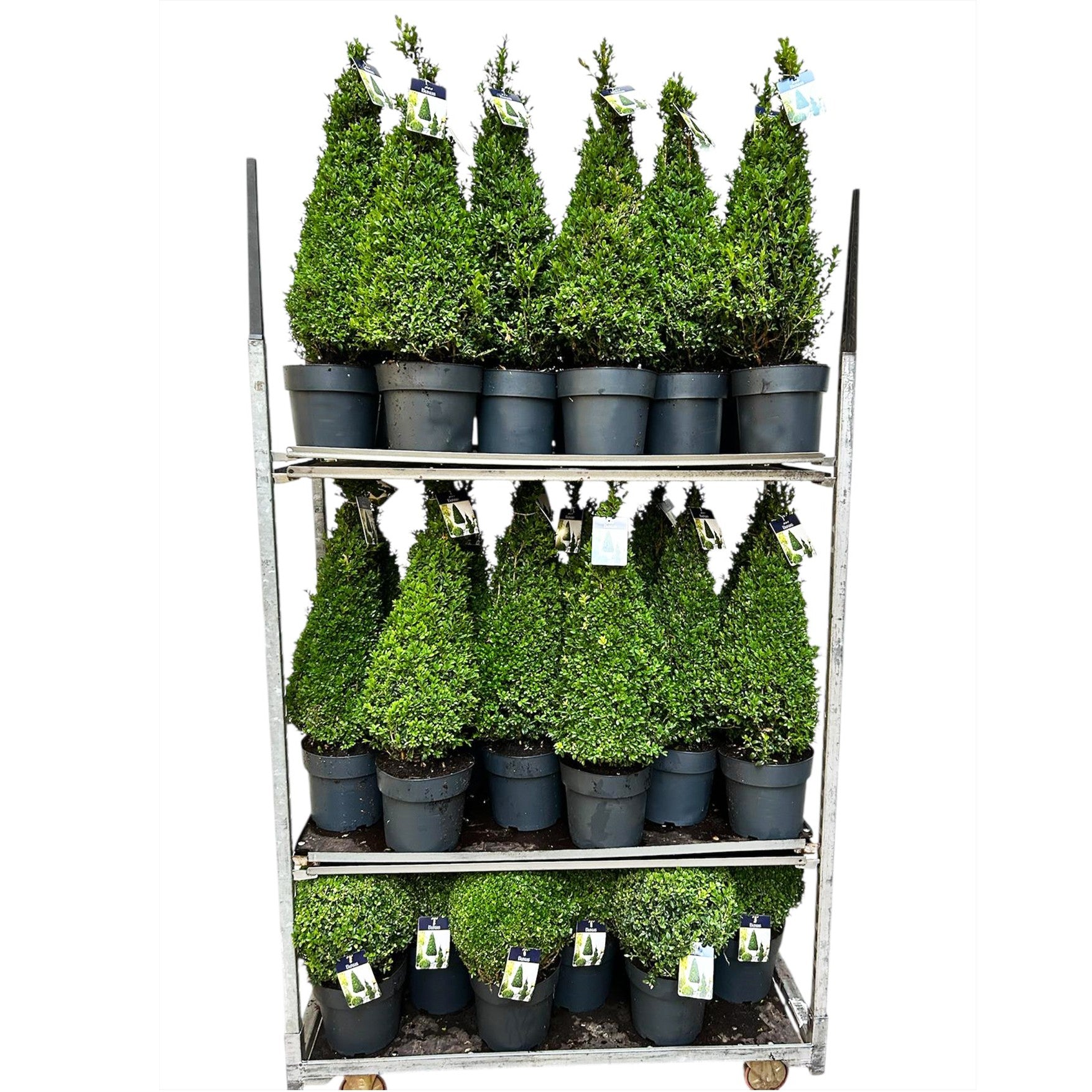 Buxus sempervirens ball 998cm 24cm Pot