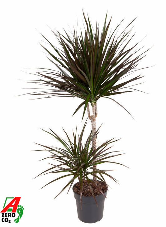 Dracaena Magenta 100cm 19cm Pot