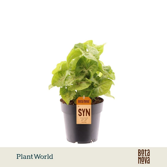 Syngonium Golden 30cm 14cm Pot