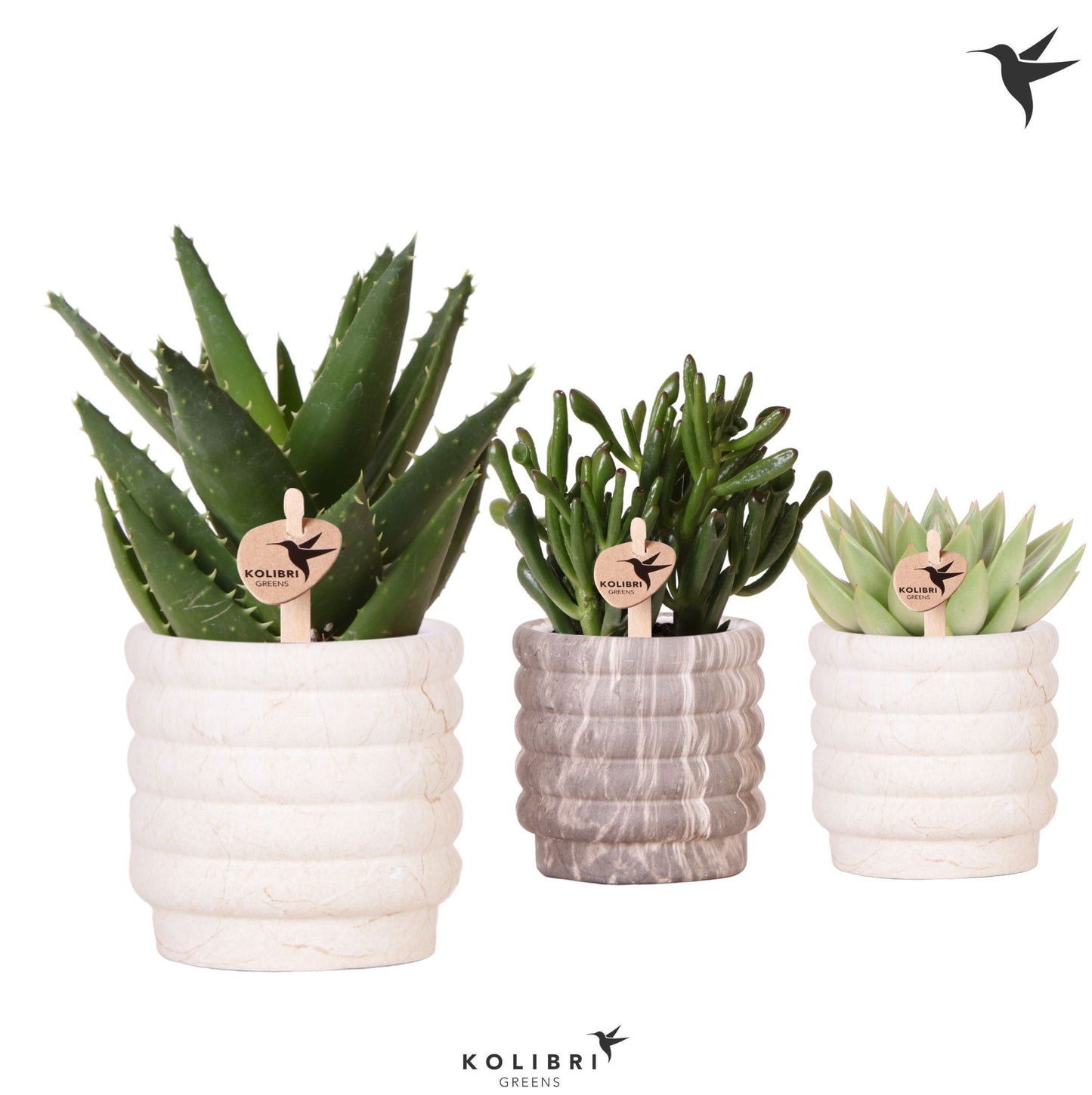 Succulent mix 22cm 9cm Pot