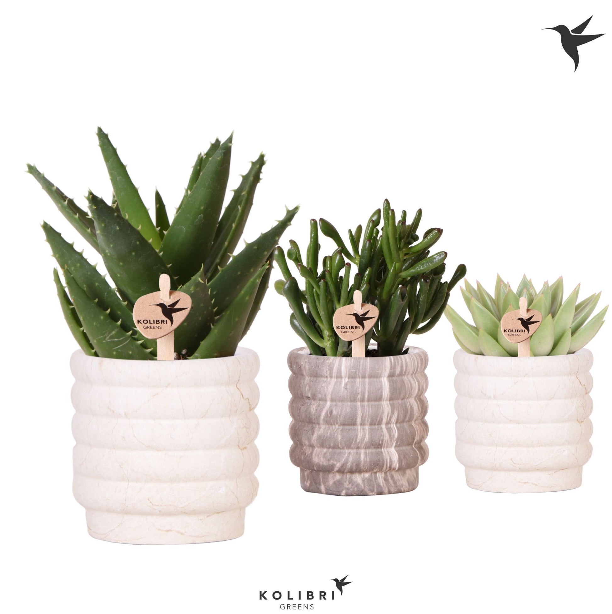 Succulent mix 22cm 9cm Pot