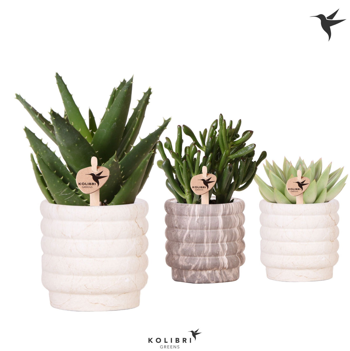 Succulent mix 22cm 9cm Pot