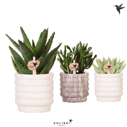Succulent mix 22cm 9cm Pot