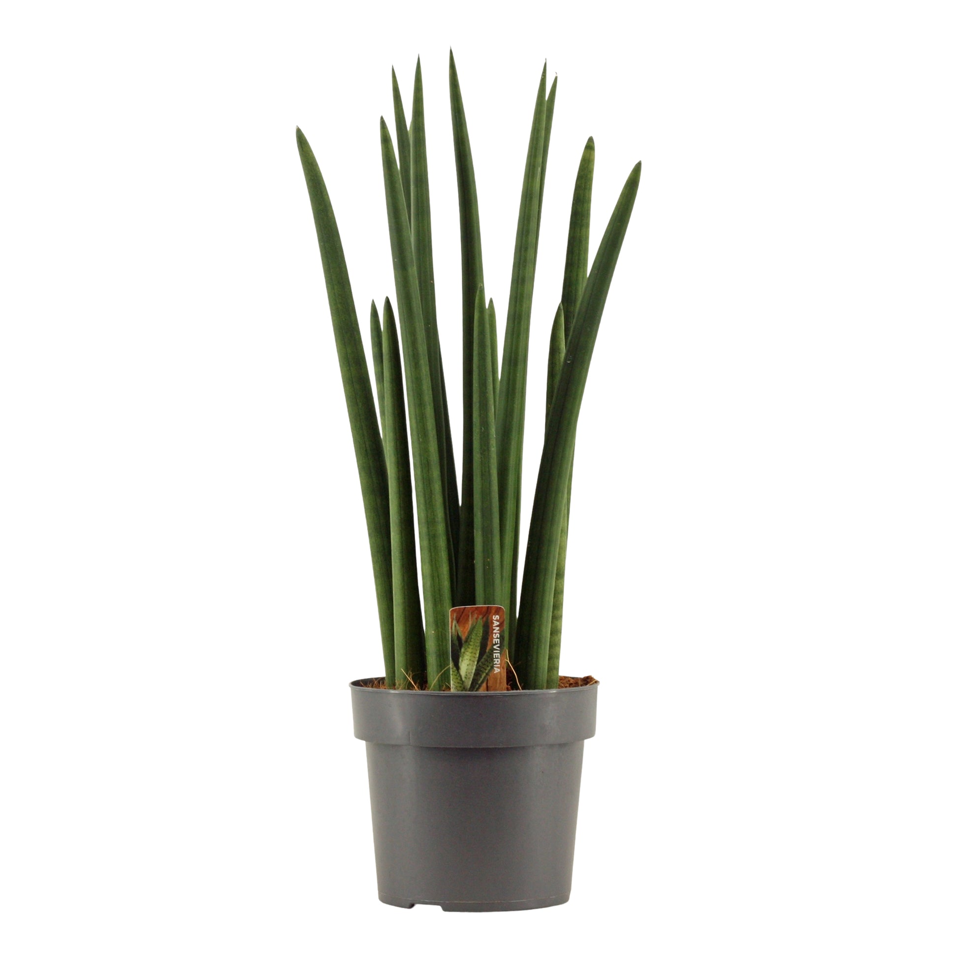Sansevieria cylindrica 55cm 17cm Pot