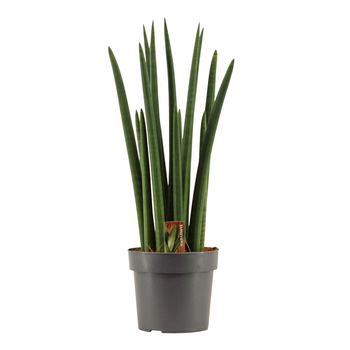 Sansevieria cylindrica 55cm 17cm Pot