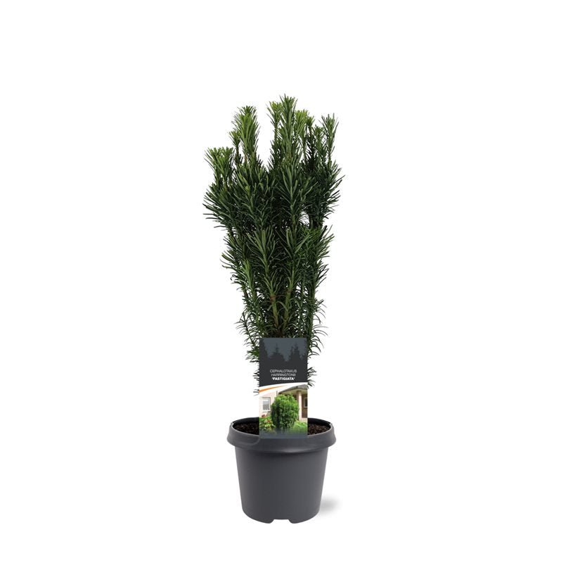 Cephalotaxus harringtonii Fastigiata 60cm 23cm Pot