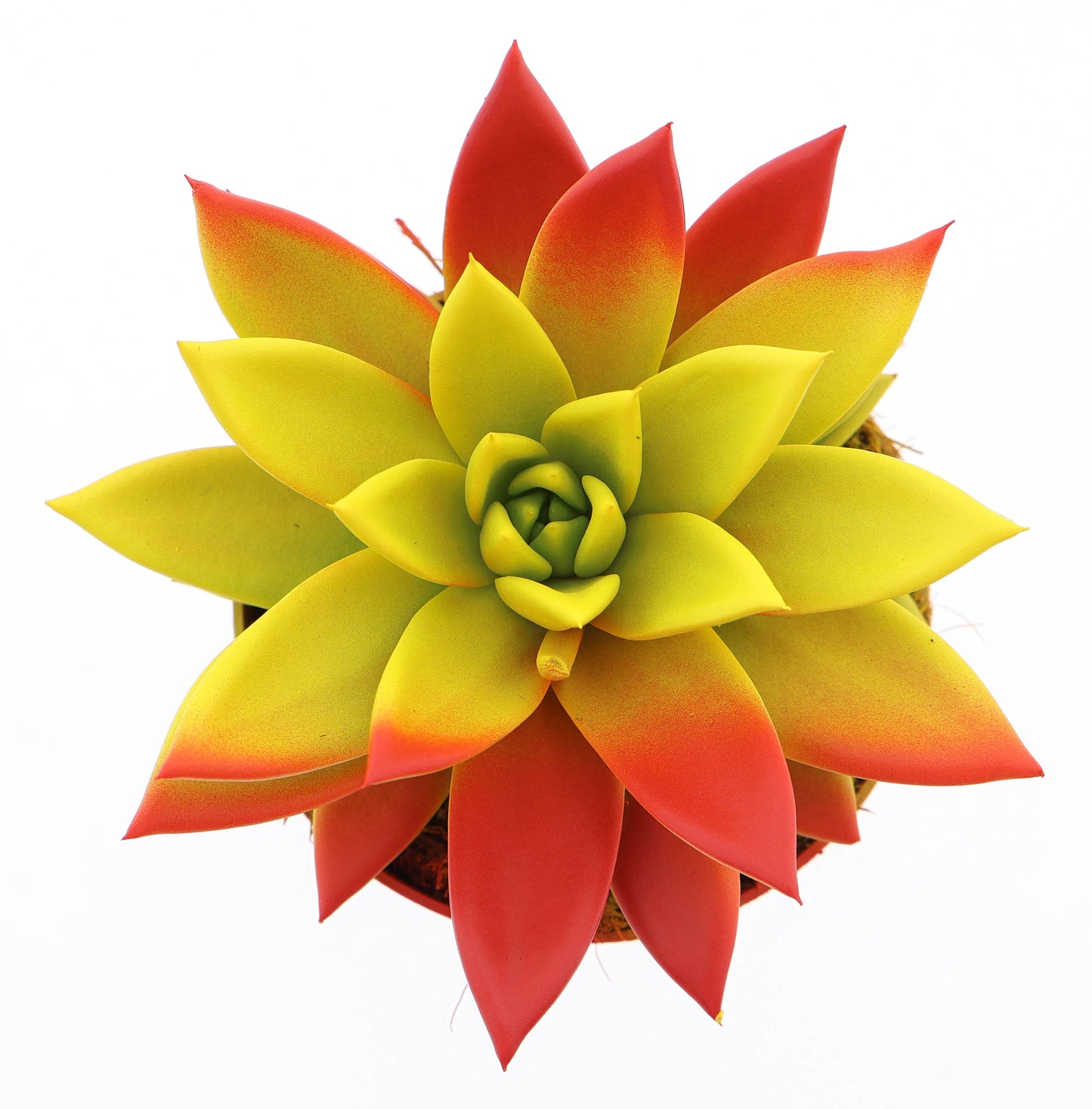 Rainbow Spain 12cm 510cm Pot