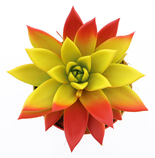 Rainbow Spain 12cm 510cm Pot