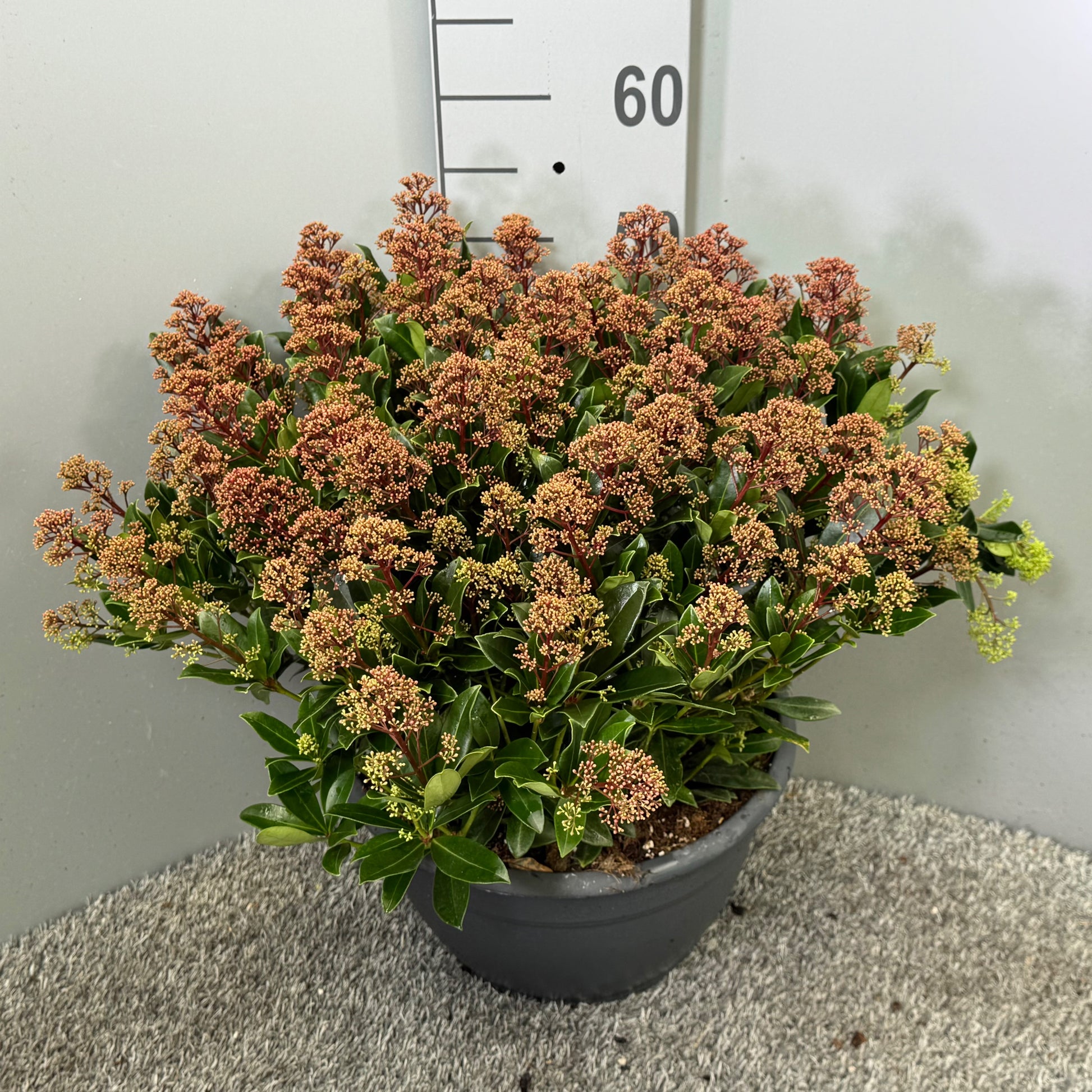 Skimmia japonica Rubesta Jos 45cm 32cm Pot