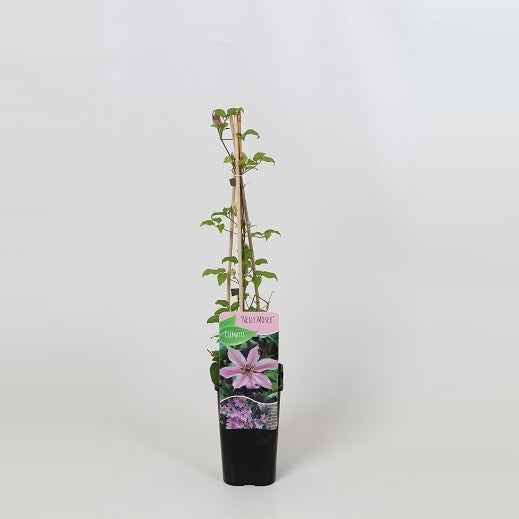 Clematis Nelly Moser 60cm 14cm Pot