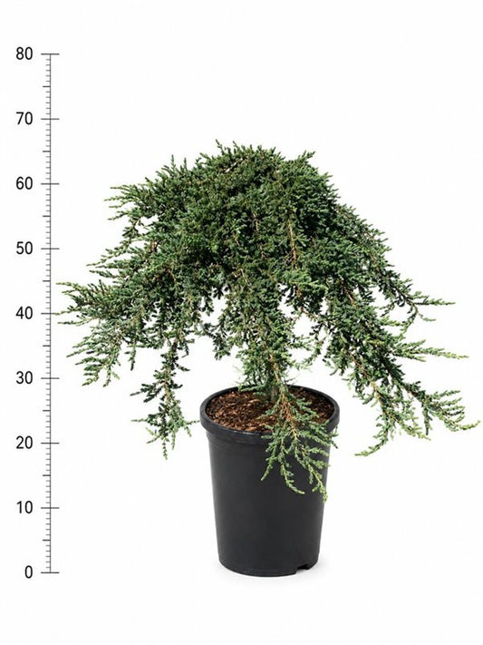 Juniperus Green Carpet 90cm 38cm Pot
