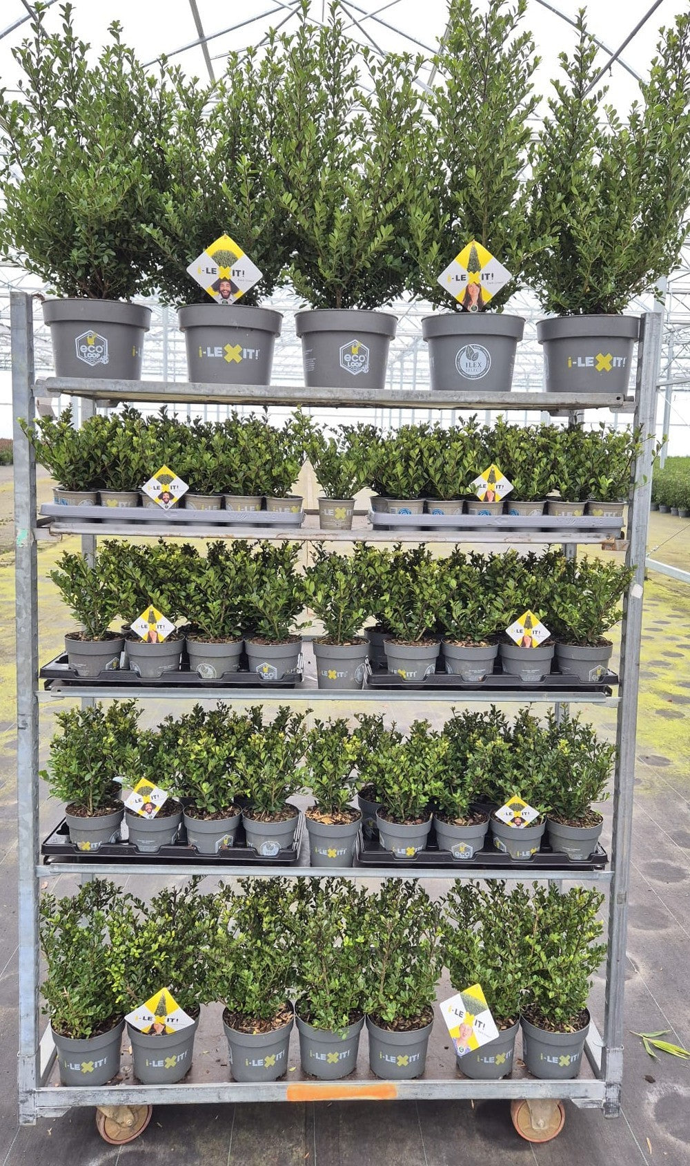 Ilex crenata Dark Green 998cm 998cm Pot